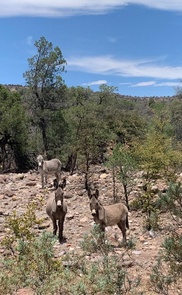 104 Low Meadow Point Property Photo 8