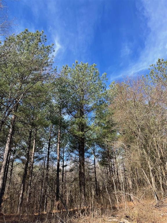 763 Timber Creek Trails South Xi Property Photo 1