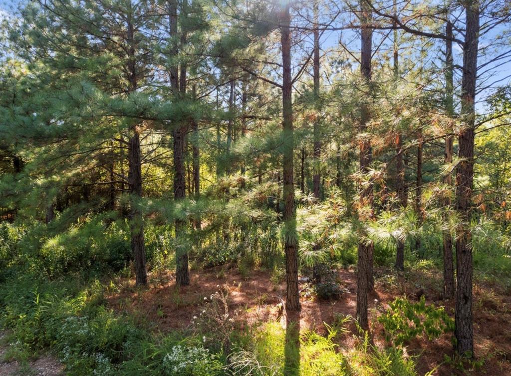 134 Creekside Trail Property Photo 7