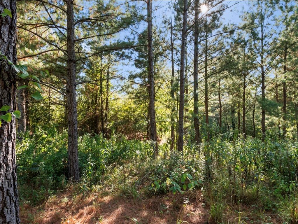 134 Creekside Trail Property Photo 9