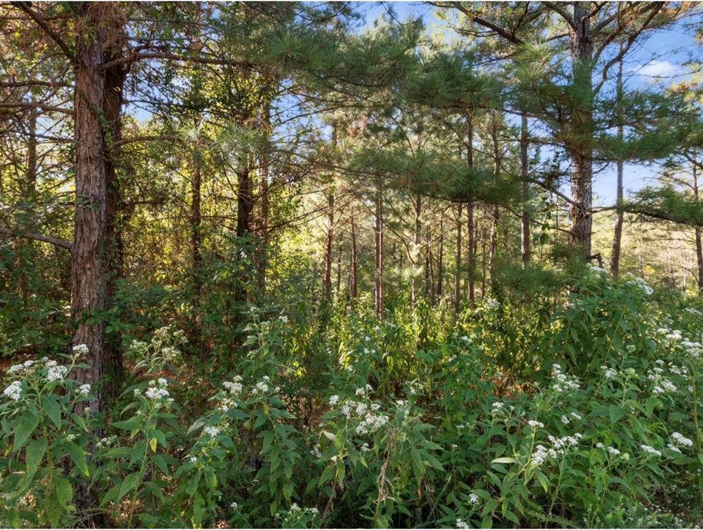 134 Creekside Trail Property Photo 10