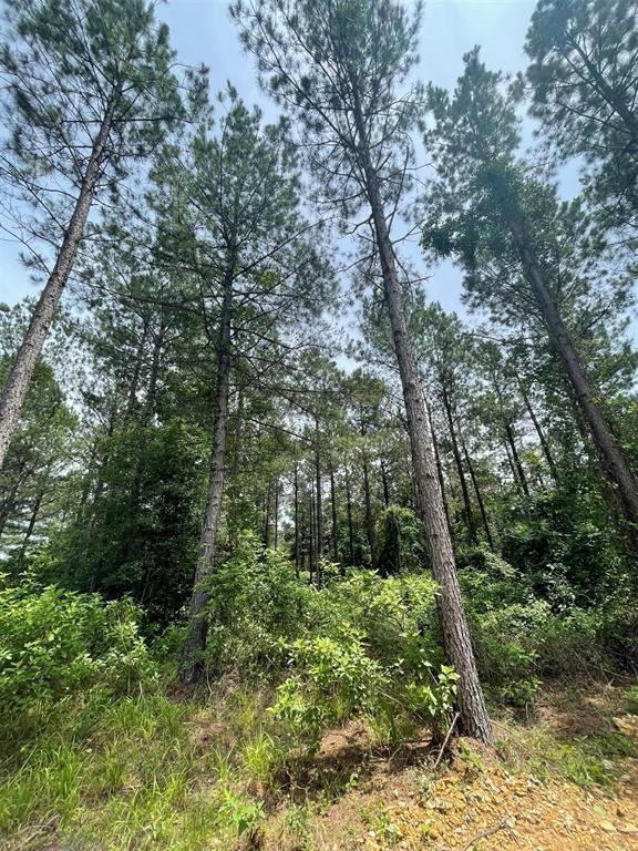 65 Cedar Hilltop Trail Property Photo 4