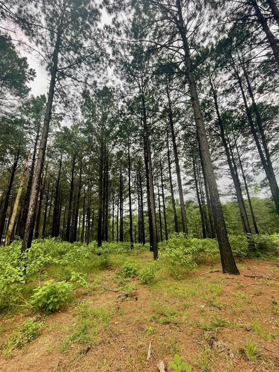 76 Upper Vista Ridge Trail Property Photo 3