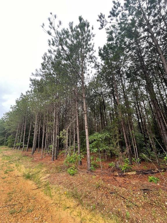 101 Heavenly Pine Property Photo 2
