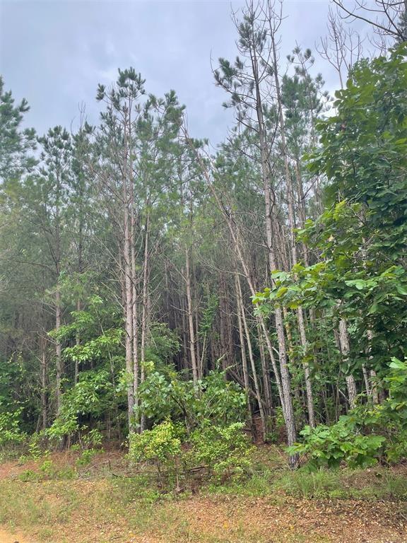 99 Heavenly Pine Property Photo 2