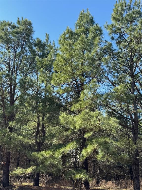 Lukfata Fork Trail Property Photo 2