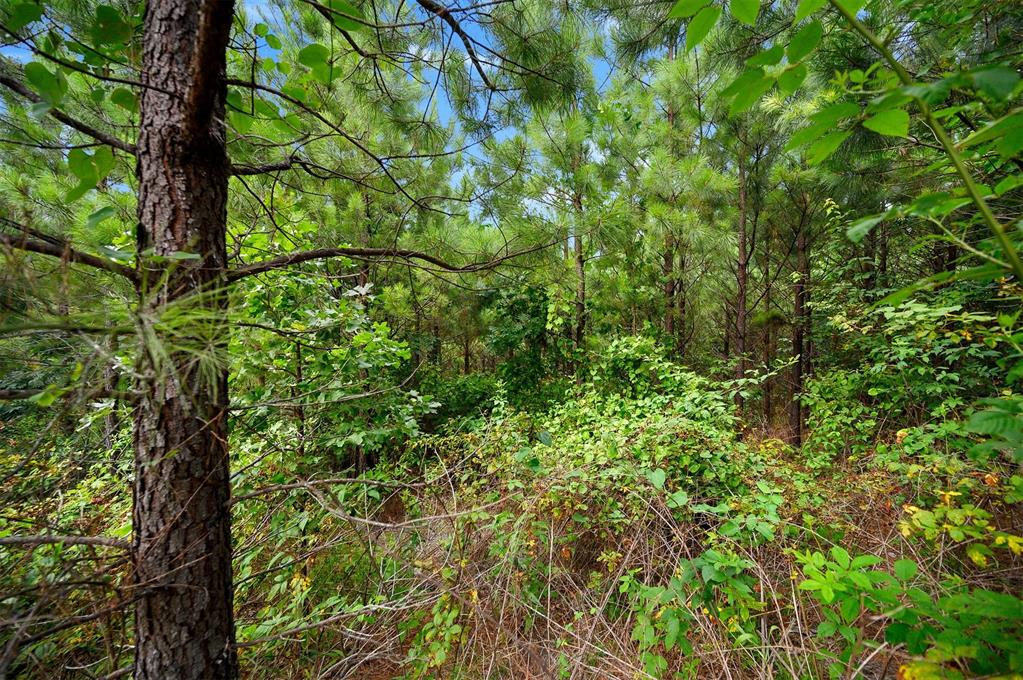 234 Sierra Vista Trail Property Photo 10