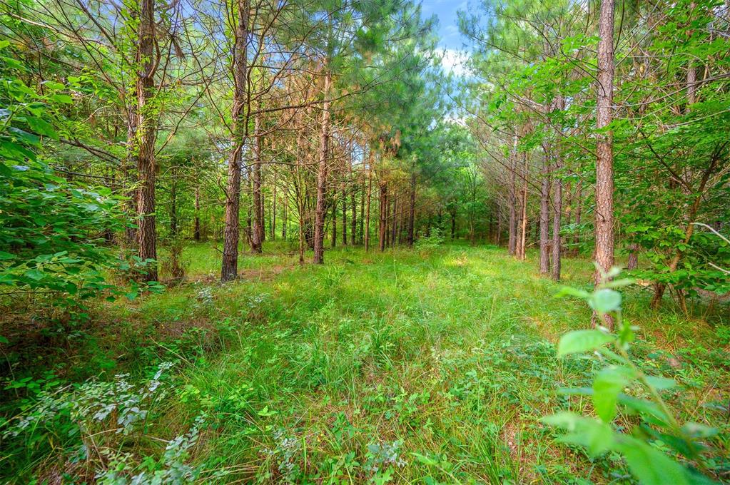 5757 Pine Seed Trail Property Photo 9