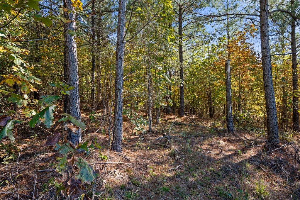 14 Gopher Wood Trail Property Photo 9