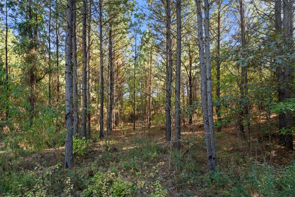 24 Cedar Tree Trail Property Photo 19