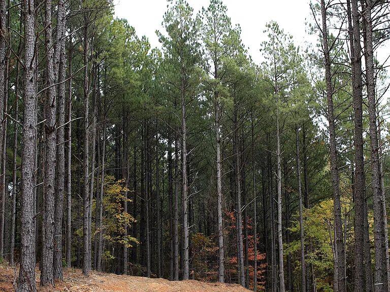 Pine Ridge Trail Property Photo 1