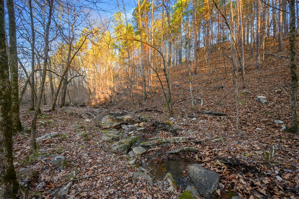46 Yellow Wood Trail Property Photo 9