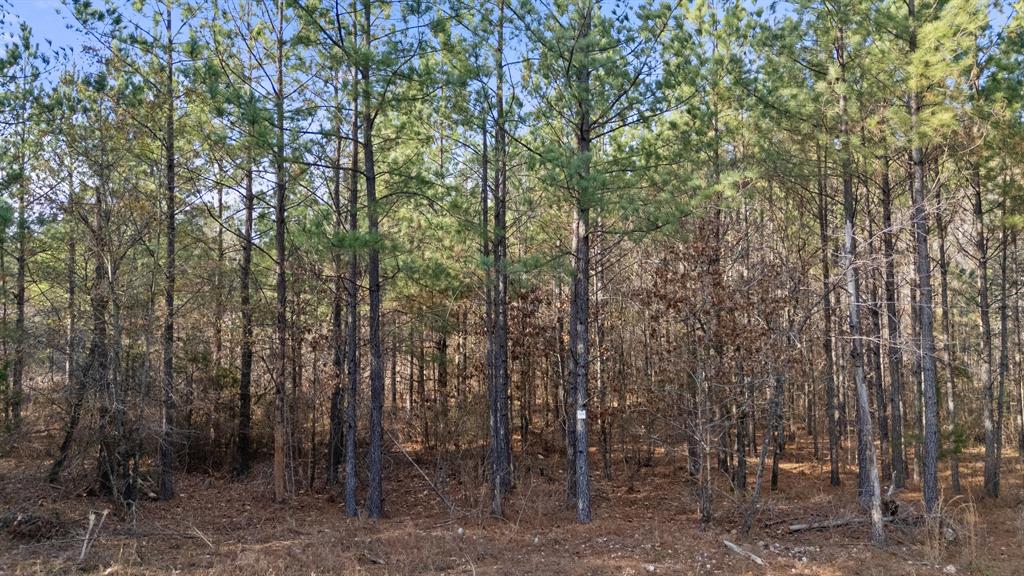 315 Marked Pine Lane Property Photo 11