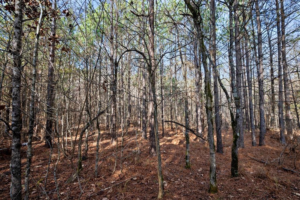 315 Marked Pine Lane Property Photo 18