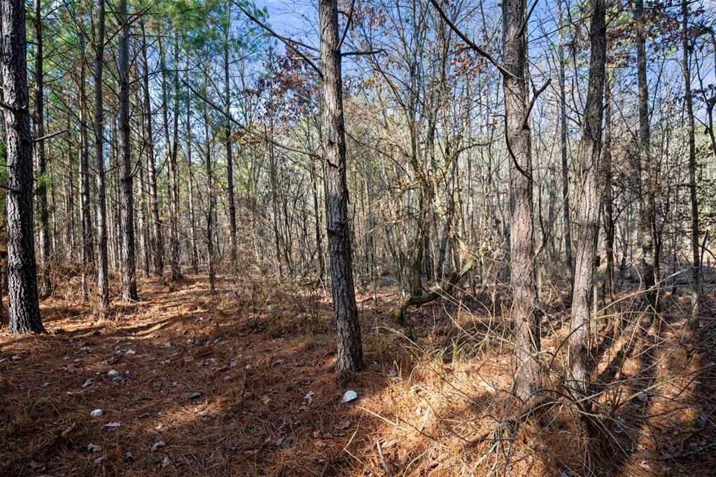 315 Marked Pine Lane Property Photo 19
