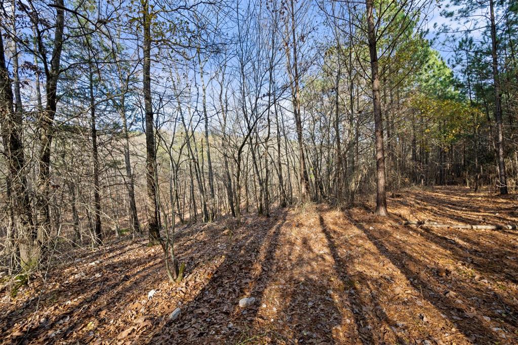 317 Marked Pine Lane Property Photo 3