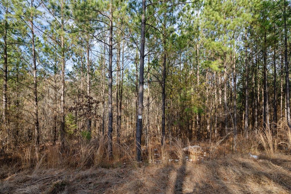 317 Marked Pine Lane Property Photo 12