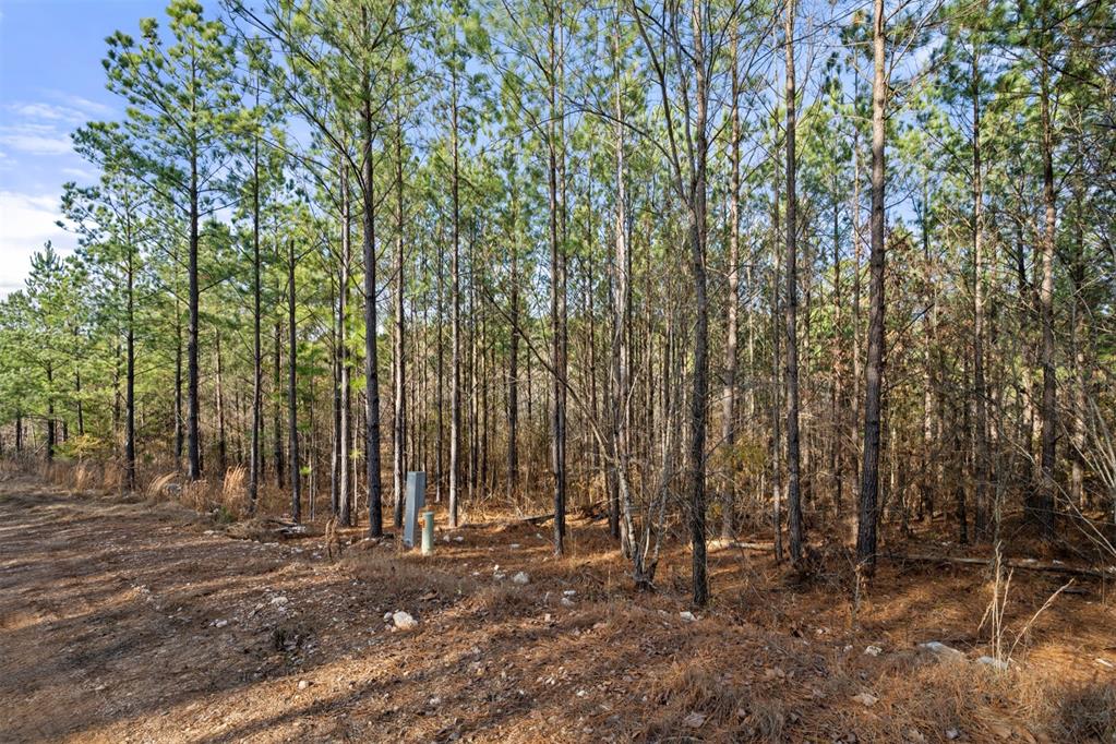 317 Marked Pine Lane Property Photo 13