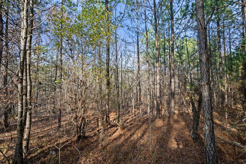 317 Marked Pine Lane Property Photo 15