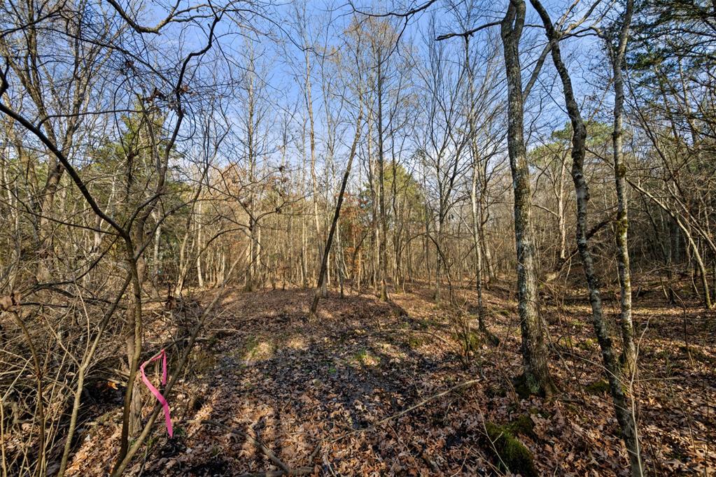 316 Marked Pine Lane Property Photo 4