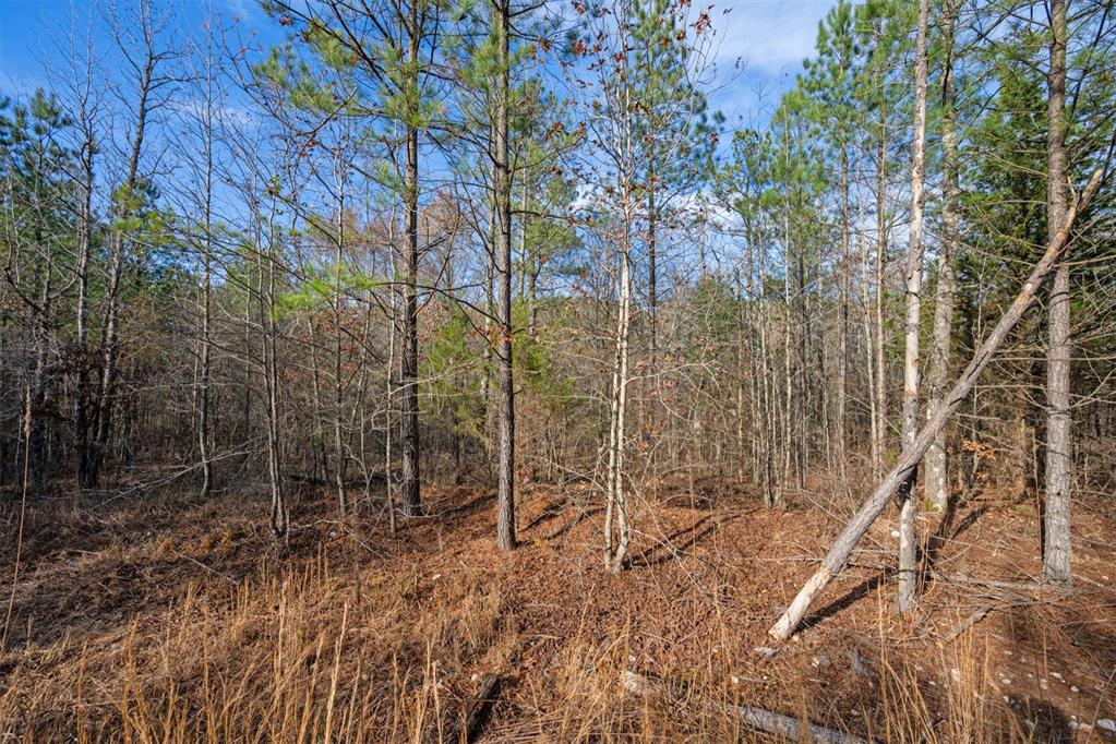 316 Marked Pine Lane Property Photo 14