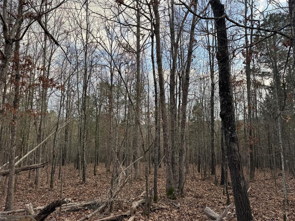 Timber Oak Trail Trail Property Photo 7