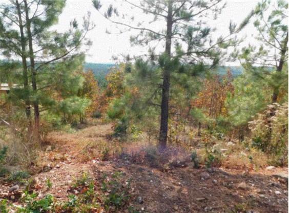 764 Kaisley Blue Eye Way Property Photo 3