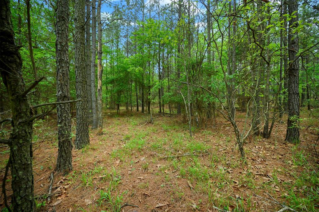 561 Track 1 Camp Ranch Road Property Photo 6
