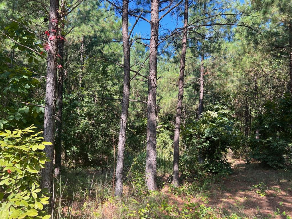 53 Weathered Timber Trail Property Photo 2