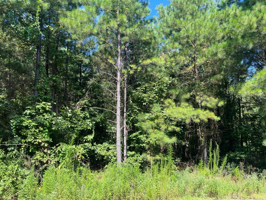 53 Weathered Timber Trail Property Photo 3