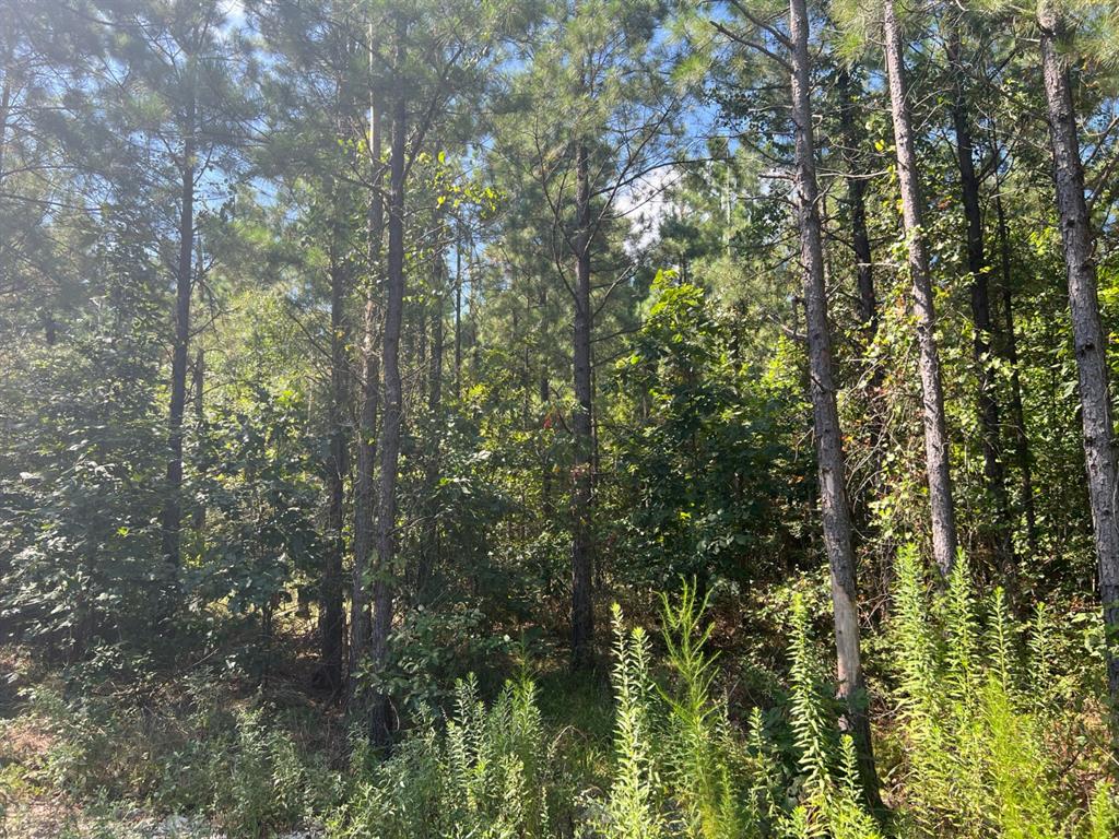 53 Weathered Timber Trail Property Photo 7