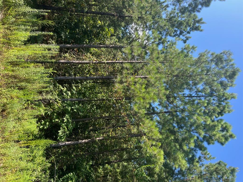 53 Weathered Timber Trail Property Photo 8