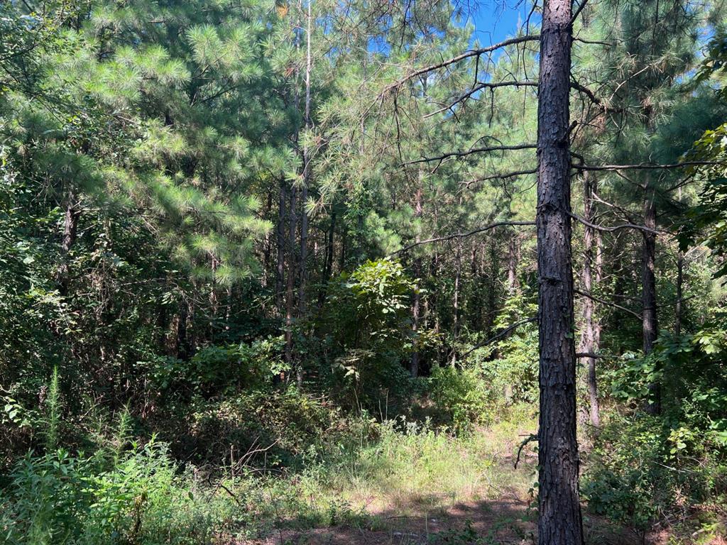 53 Weathered Timber Trail Property Photo 9