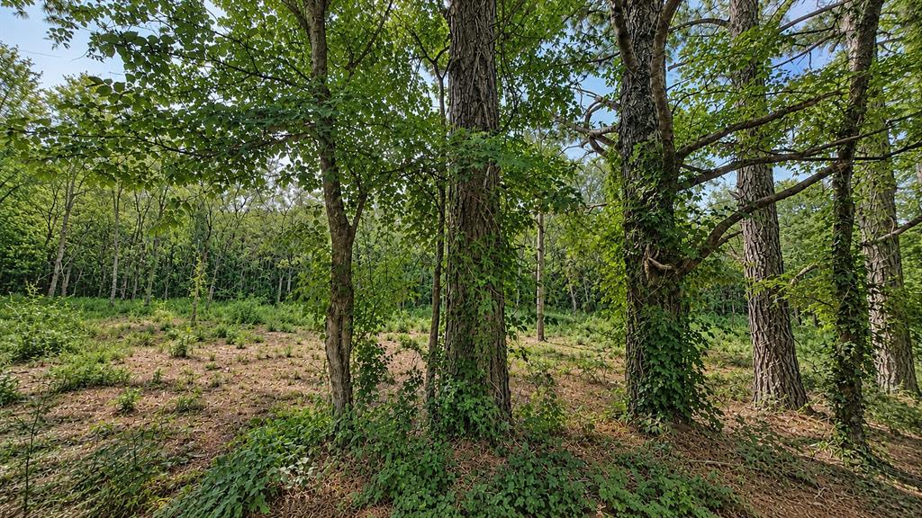 1425 Firefly Lane Property Photo 7