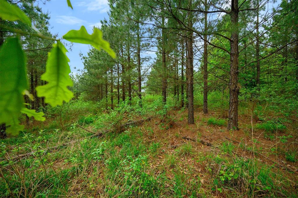 53 Pine Root Court Property Photo 6