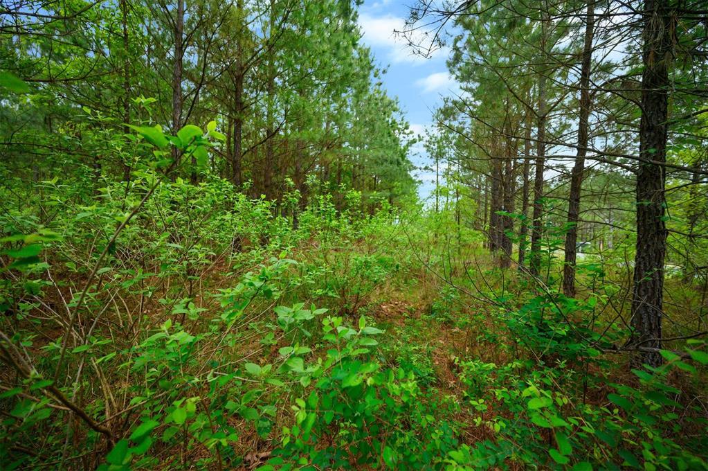 53 Pine Root Court Property Photo 7