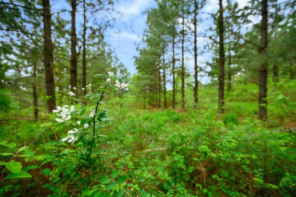 53 Pine Root Court Property Photo 8