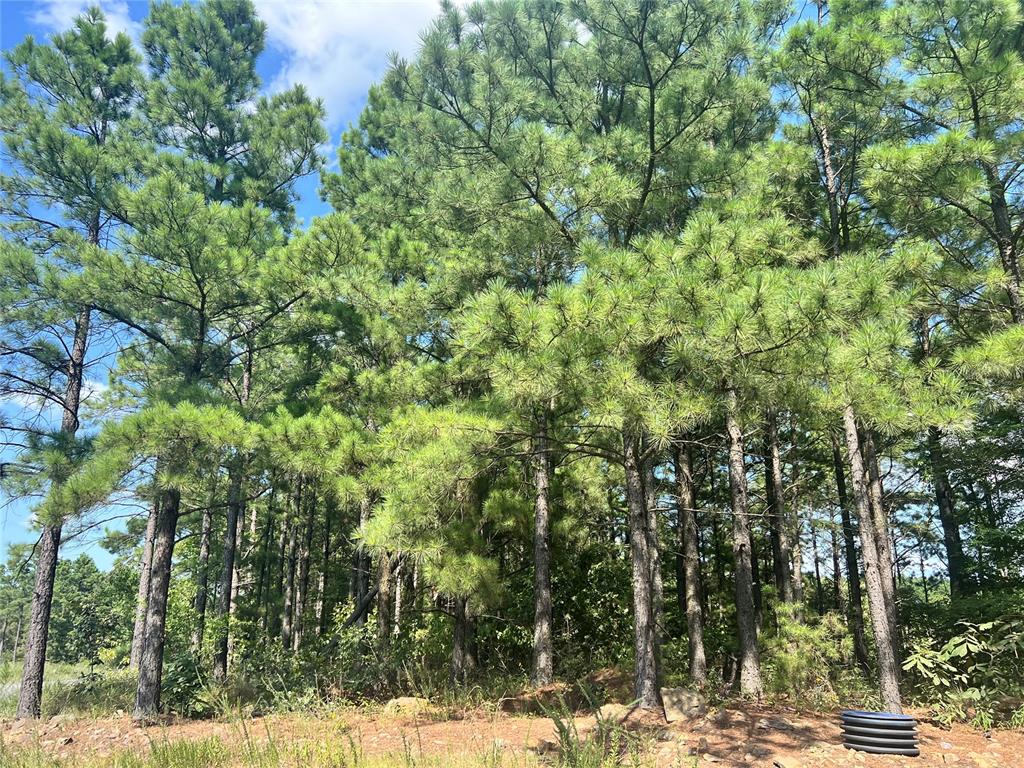24 Evergreen Vista Loop Property Photo 9