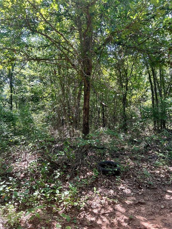 Twisted Oaks Rd Road Property Photo 11