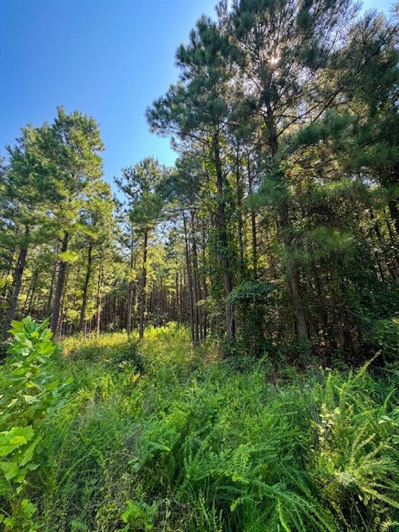 41 Creek Side Trail Property Photo 2