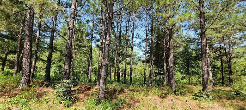 28 Creek Side Trail Property Photo 8