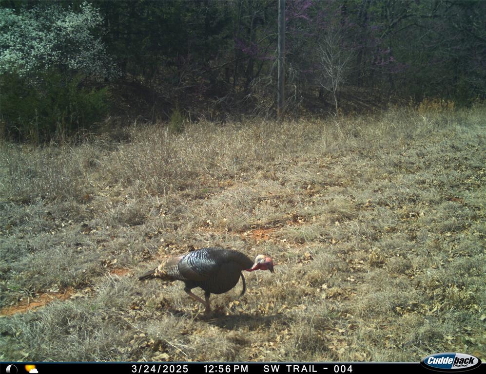 8650 Dobbs Road Property Photo 34
