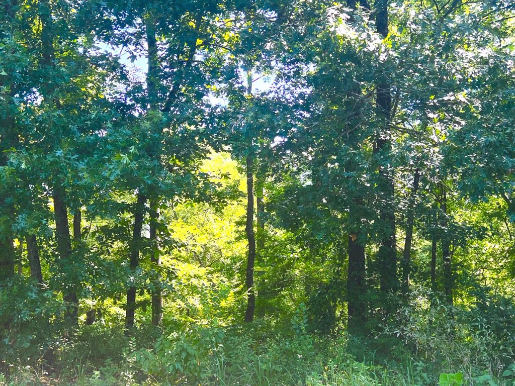 310 White Fox Lane Property Photo 4