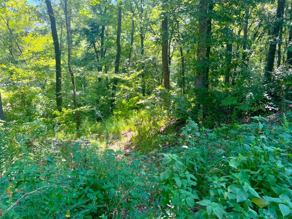 310 White Fox Lane Property Photo 8