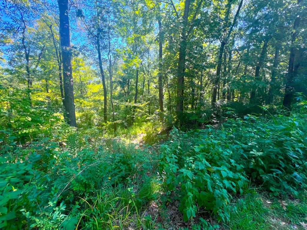 310 White Fox Lane Property Photo 12