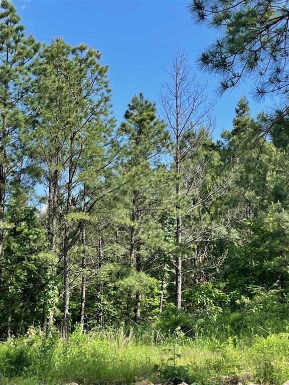 164 Timberline Trail Property Photo 3