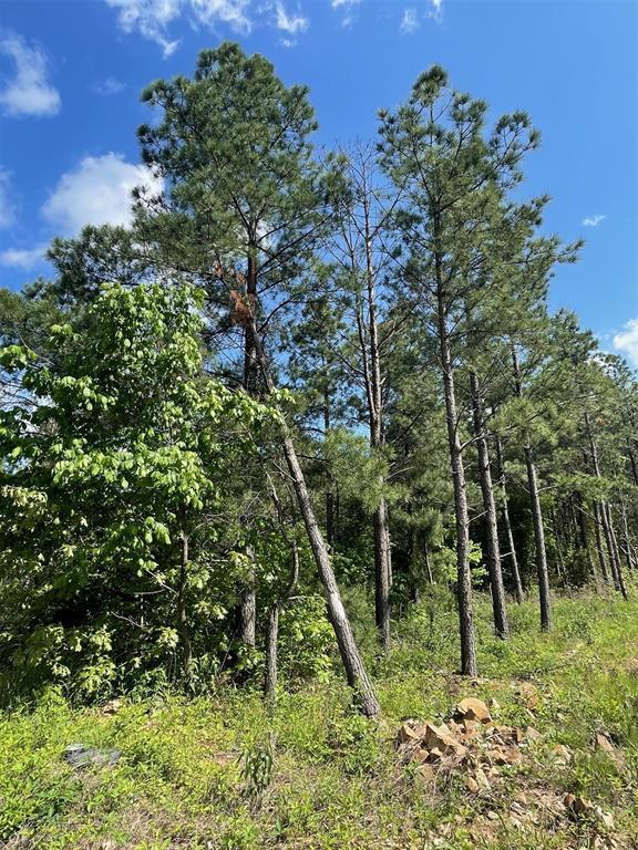 164 Timberline Trail Property Photo 4