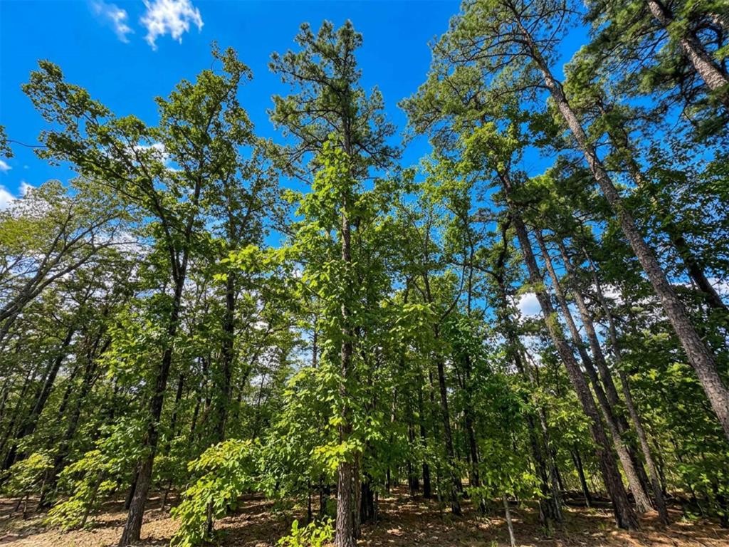 1054 Carter Mountain Trail Property Photo 1