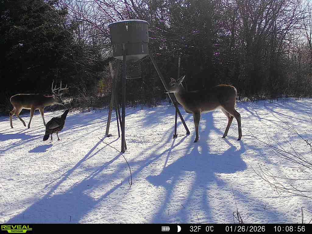4490 Dillard Road Property Photo 33