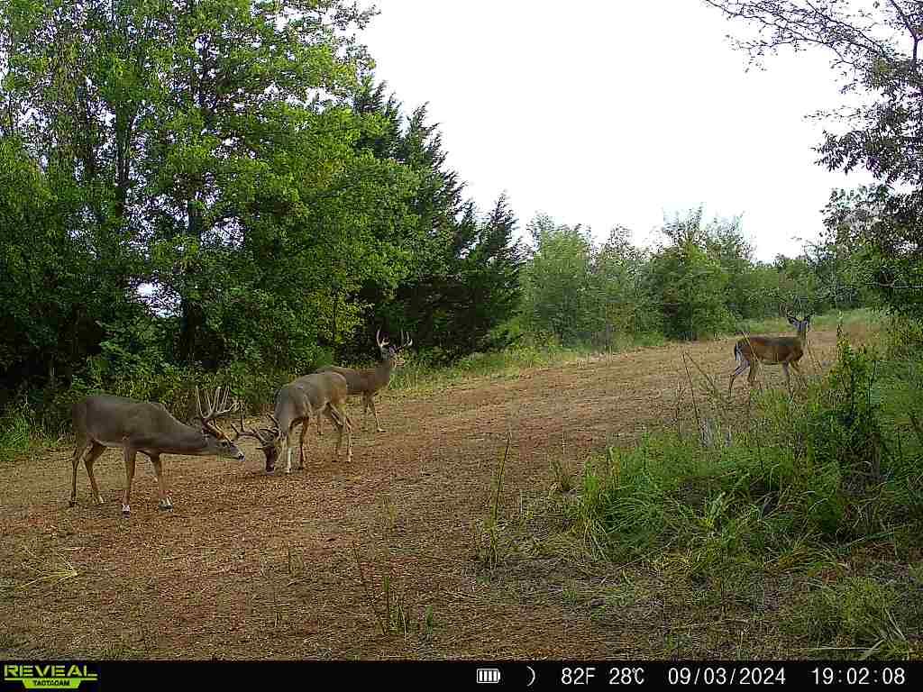 4490 Dillard Road Property Photo 36